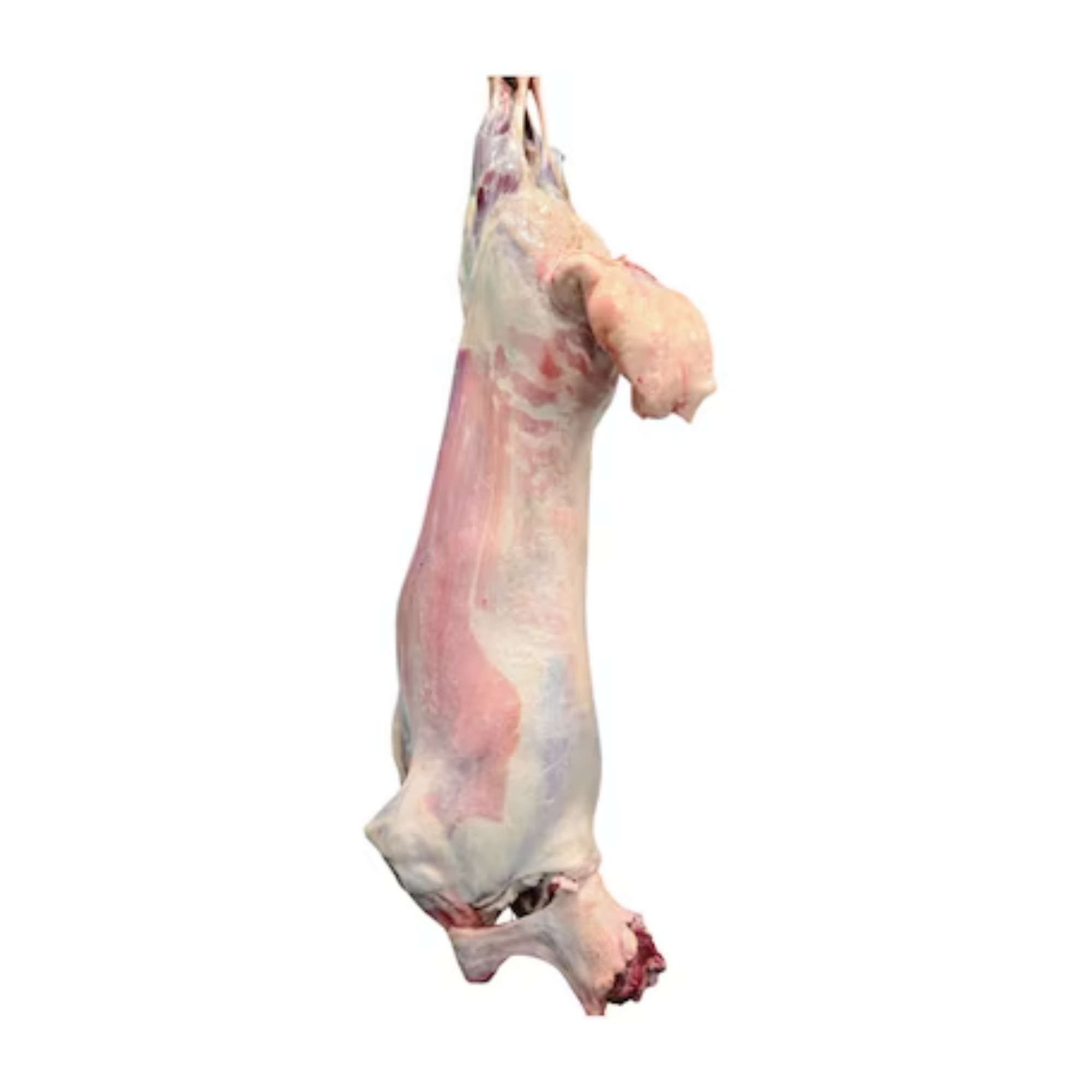 Fresh Indian Mutton Full Carcass (approx 8 kg - 10 kg)